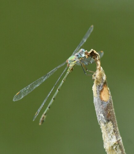 Western Willow Spreadwing