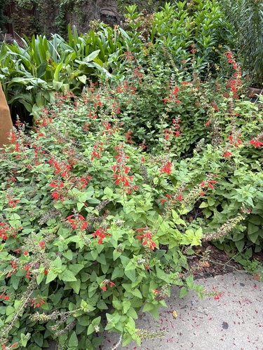 Salvia splendens observed 2026-10-09