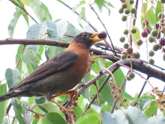 Turdus rufitorques