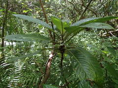 Cyrtandra confertiflora