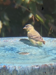 Spinus psaltria