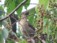 Turdus rufitorques