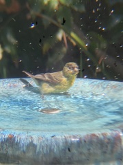 Spinus psaltria