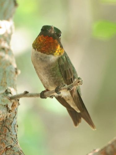 Ruby-throated Hummingbird