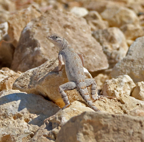 Greater Earless Lizard
