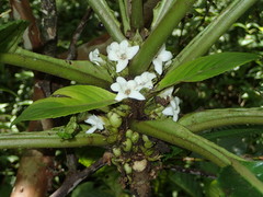 Cyrtandra confertiflora