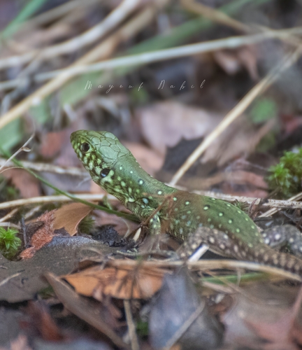 North African Ocellated Lizard