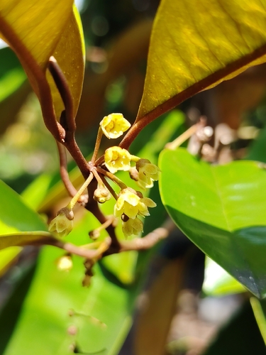 Chrysophyllum cainito observed 2026-10-09