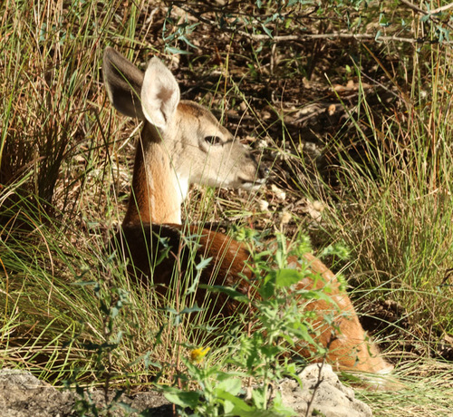 White-tailed Deer