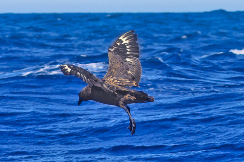 Stercorarius antarcticus observed 2026-09-29