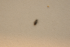 Trogoderma angustum