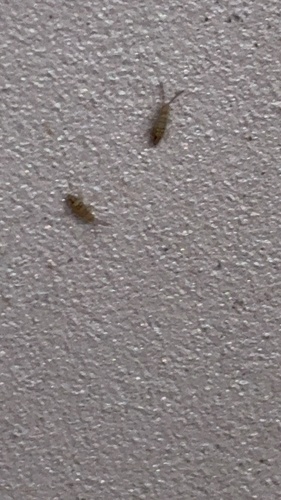 Cosmopolitan Springtail