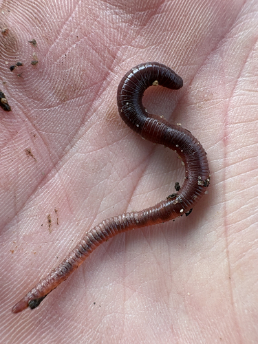 Redhead Worm
