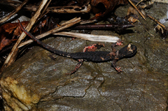 Salamandrina perspicillata