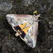 Polillas Triangulares - Photo (c) Shipher (士緯) Wu (吳), algunos derechos reservados (CC BY-NC-SA)