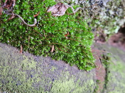 Rosulabryum capillare observed 2026-10-09