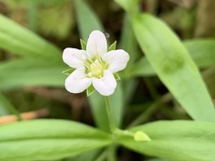 Moehringia macrophylla
