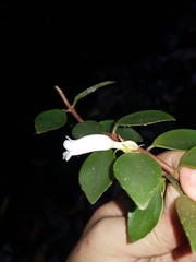 Codonanthopsis macradenia