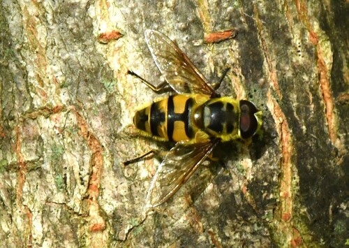 Yellow-haired Sun Fly