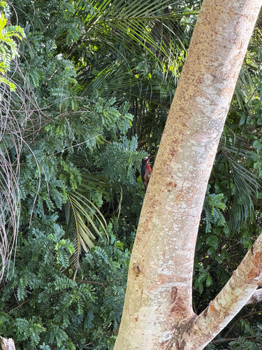 Puerto Rican Woodpecker
