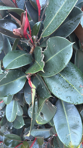 rubber plant