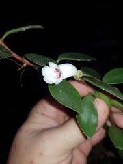 Codonanthopsis macradenia