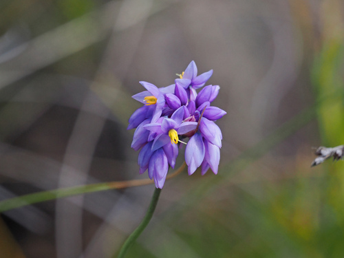 Sowerbaea juncea observed 2026-10-04