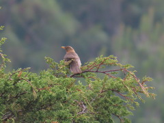 Turdus rufitorques