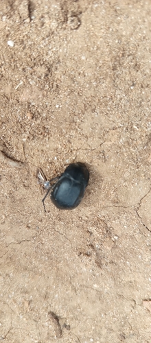 Alphasida brevicosta