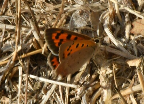 Small Copper