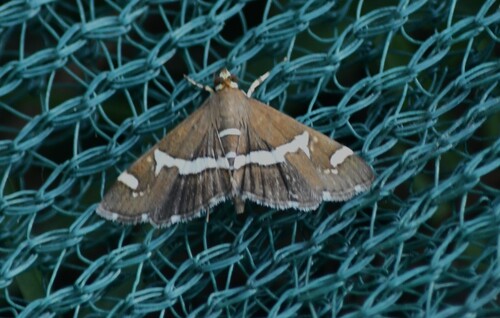 Hawaiian Beet Webworm Moth