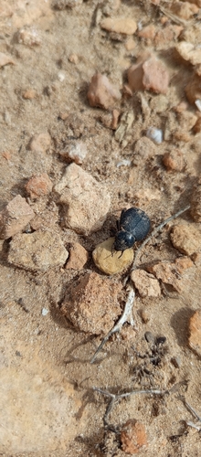 Pimelia cribra