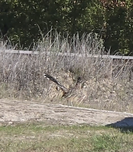 Greater Roadrunner