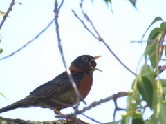 Turdus rufitorques