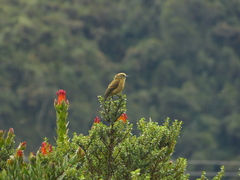 Ochthoeca fumicolor