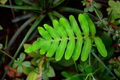 Pleopeltis alansmithii