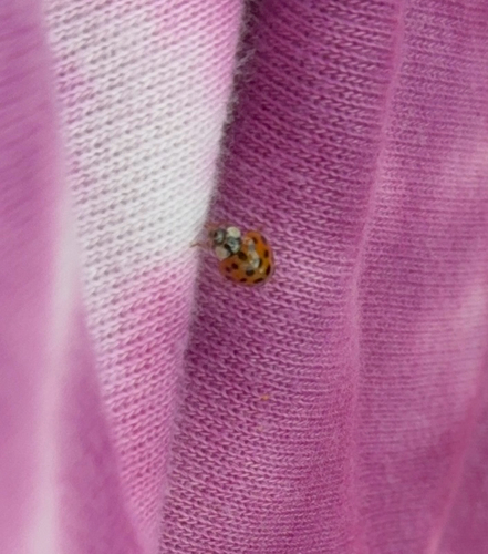 Asian Lady Beetle