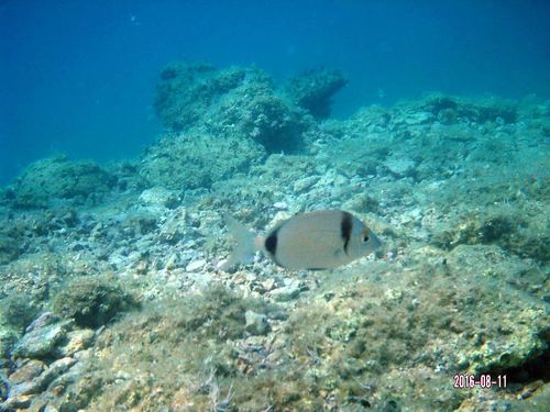 Fratar (Diplodus vulgaris)