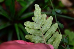 Pleopeltis alansmithii