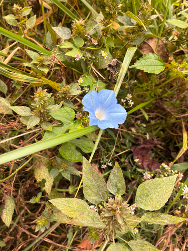 ivy-leaved morning-glory