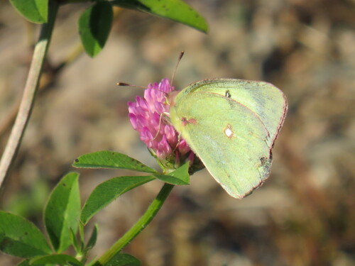 Clouded Sulphur