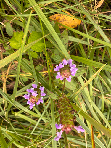 common selfheal
