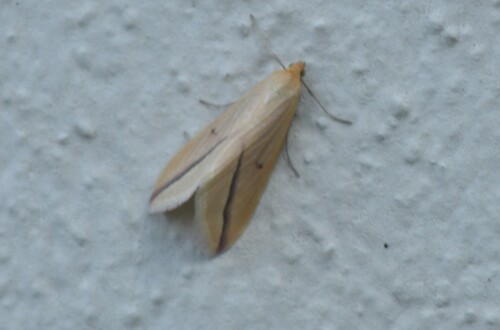 Vestal