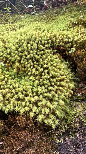 Bartramia halleriana observed 2026-08-25