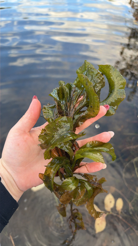 Potamogeton amplifolius, 2026-10-09