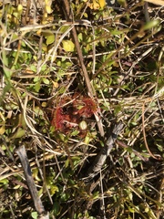 Drosera rotundifolia image