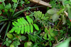 Pleopeltis alansmithii