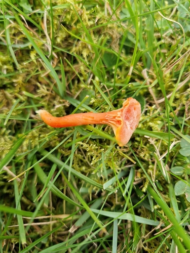 Goblet Waxcap