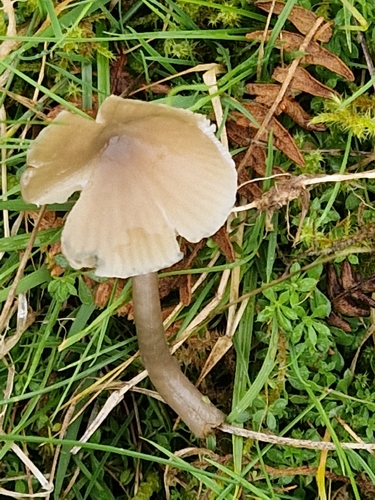 Slimy Waxcap