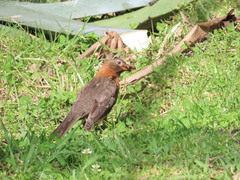 Turdus rufitorques